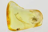 Two Detailed Fighting Fossil Ants (Formicinae) In Baltic Amber #352933-1
